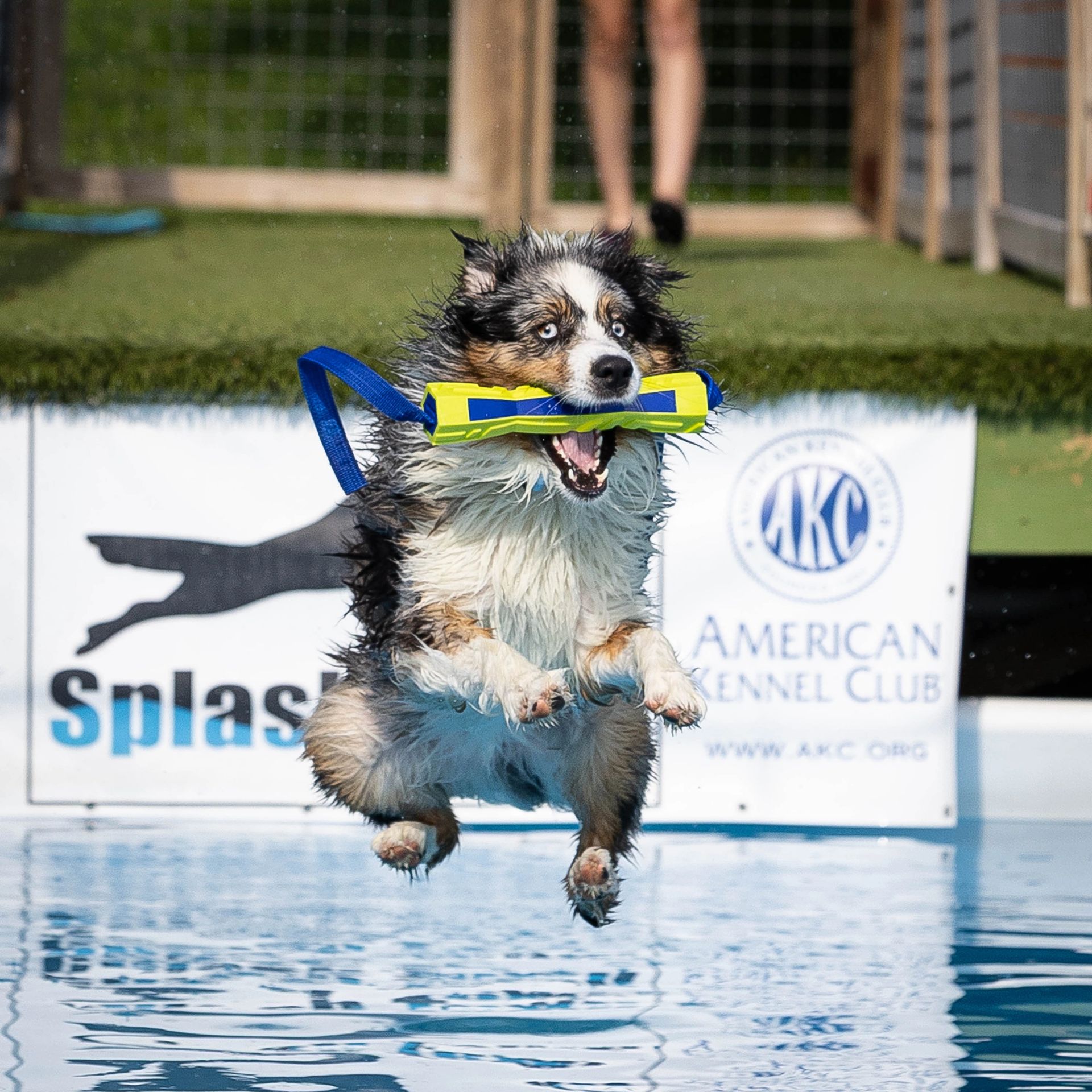 Dog leaping off dock into water at dock diving event